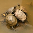 Terrapin By Pond - Botanical Gardens, Singapore