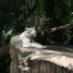 Tiger - Singapore Zoo, Singapore