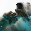 Polar Bear Catching a Fish