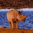 Black Rhino - Etosha Safari Park in Namibia