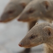 Banded Mongoose - Etosha Safari Park in Namibia
