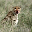 Cheetah - Serengeti, Africa