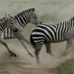 Zebra Running - Serengeti Safari, Tanzania, Africa