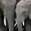 African Elephant, Tanzania, Africa