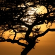 Acacia Tree Sunset, Serengeti, Africa