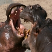 Hippos Fighting in Africa