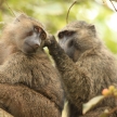 Olive Baboon - Bigodi Wetlands - Uganda, Africa