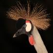 Crested Crane, Uganda