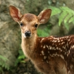Baby Deer, Japan