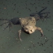 Frog - Bigodi Wetlands - Uganda, Africa