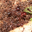 Red Ants - Bigodi Wetlands - Uganda, Africa
