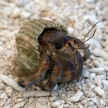 Hermit Crab - Nagannu Island , Okinawa, Japan