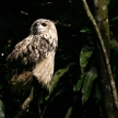 Owl - Night Safari, Singapore
