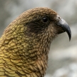 Kea Bird (Mountain Parrot) - Franz Josef Glacier, New Zealand