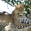 Leopard in Tree - Kenya