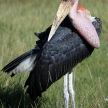 Maribou Stork - Kenya