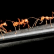 Red Ant Close Up