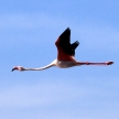 Pink Flamingoes - Lake Nukuru Nature Reserve - Kenya