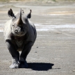 Rhino Ready To Charge in Kenya