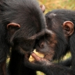 Chimpanzee - Uganda