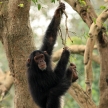 Chimps - African Wildlife