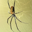 Nephila Spider - African Wildlife