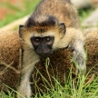 Vervet Monkey - African Wildlife