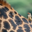 Giraffe and Oxpecker Bird - Tanzania, Africa