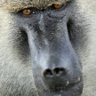Baboon - Tanzania, Africa
