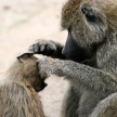 Baboon - Tanzania, Africa