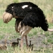 Male Ostrich in Tarangire National Park. Africa