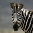 Zebra - Serengeti Safari, Tanzania, Africa