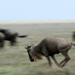 Wildebeest - Serengeti Safari, Tanzania, Africa