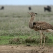 Kori Bustard - Serengeti Safari, Tanzania, Africa