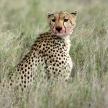 Cheetah - Serengeti, Africa