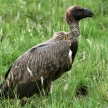 Vulture - Serengeti, Tanzania, Africa
