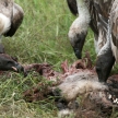 Vultures Eating - Serengeti, Tanzania, Africa