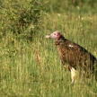 Vulture - Serengeti, Tanzania, Africa