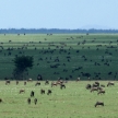 Wildebeest - Serengeti Safari, Tanzania, Africa