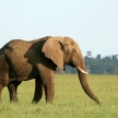 African Elephant, Tanzania, Africa