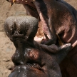 Hippos Fighting in Africa