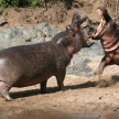 Hippos Fighting in Africa