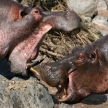 Hippos Fighting in Africa