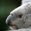 Koala, Australia