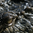 Crocodille Eye