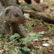 Banded Mongoose - Tanzania, Africa