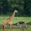 Tanzania, Africa
