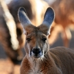 Red Kangaroo, Australia