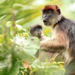 Red Colobus - Bigodi Wetlands - Uganda, Africa