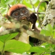 Red Colobus - Bigodi Wetlands - Uganda, Africa